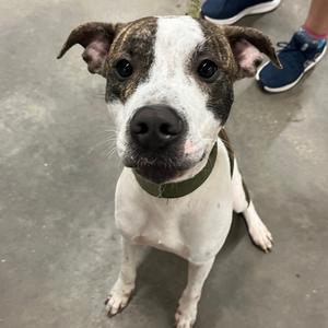 A brown and white dog with a green collar sitting on a concrete floor.