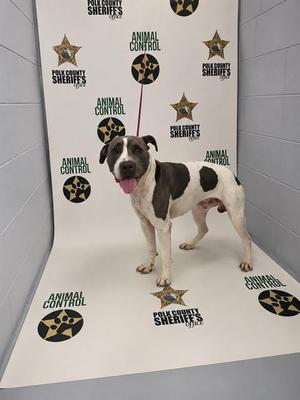 A black and white dog standing on a white backdrop with "Animal Control" and "Collier County Sheriff's Office" logos.