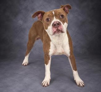 A brown and white pit bull terrier standing on a gray background.