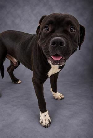 A black dog with white paws and a white chest standing on a gray background.
