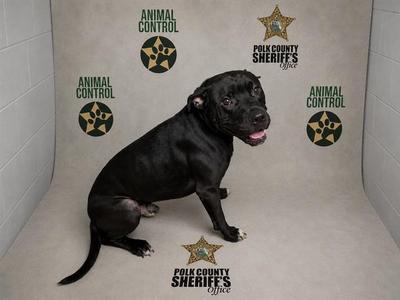 GUS, American Bulldog / Mixed Breed, adult, available for adoption