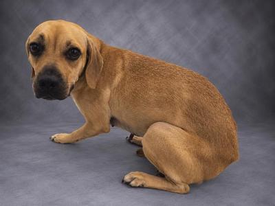 A brown dog sitting on a gray surface with a gray background.