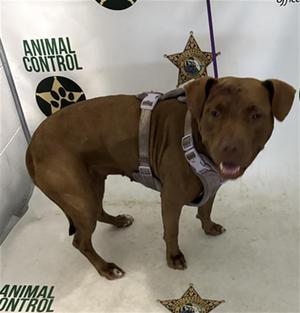 LADY GODIVA, American Bulldog, adult, available for adoption