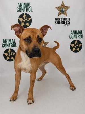 GOLDIE, American Bulldog / Mixed Breed, adult, available for adoption