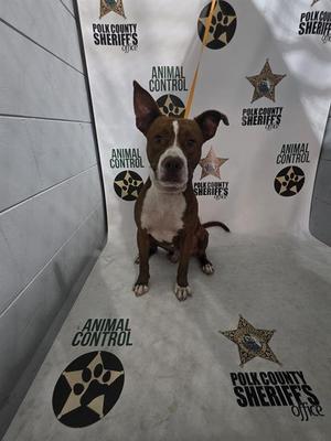 A brown and white dog sitting in front of a backdrop with the Polk County Sheriff's Office and Animal Control logos.