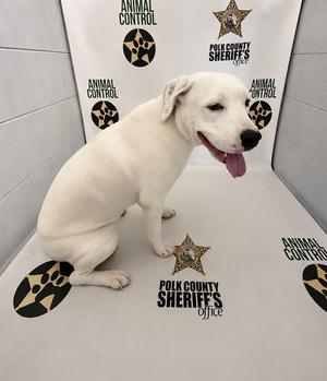 A white dog sitting on a floor with the Polk County Sheriff's Office logo and Animal Control branding in the background.