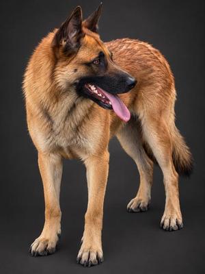 LILY, German Shepherd Dog, young, available for adoption
