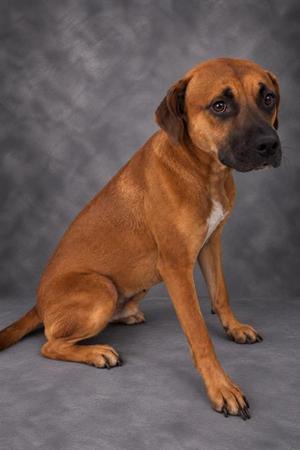 HENRY, Black Mouth Cur / Mixed Breed, young, available for adoption