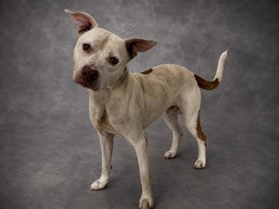 A light-colored dog with brown markings on its ears, back, and tail, standing on a gray background.