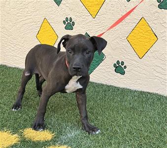 DAHLIA, American Bulldog / Mixed Breed, puppy, available for adoption