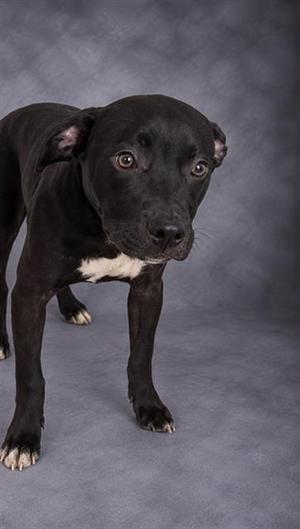 A black dog with a white patch on its chest standing on a gray background.