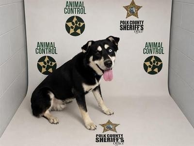 A black and white dog with a blue eye sitting in front of a backdrop with the Polk County Sheriff's Office Animal Control logo.