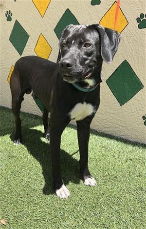 HUBERT, Labrador Retriever / Mixed Breed, young, available for adoption