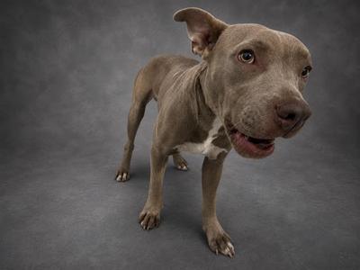 A brown dog with a muscular build and a short coat stands on a gray background. The dog has a broad head, floppy ears, and a slightly open mouth, revealing its teeth. Its eyes are wide and alert, and its body is positioned in a stance that suggests it is ready to move or play. The lighting highlights the dog's features, emphasizing its strong and athletic appearance.