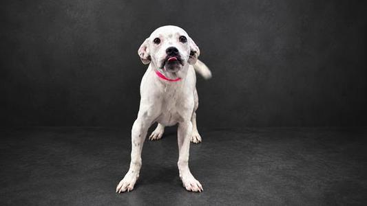 A white dog with black spots wearing a pink collar stands on a dark surface.