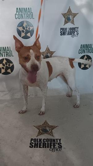 A brown and white dog standing in front of a backdrop with the Polk County Sheriff's Office and Animal Control logos.