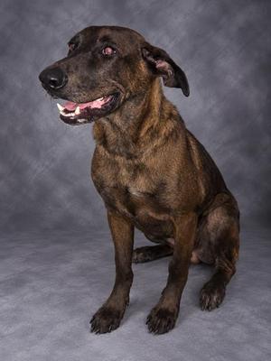 A brown dog with a brindle coat sitting on a gray background, looking to the side with its mouth open.
