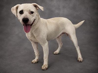 A white dog standing on a gray background, with its tongue out and tail slightly raised.