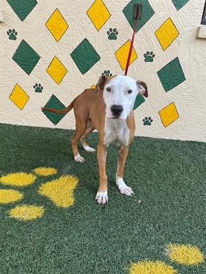 JEEP, Hound, young, available for adoption
