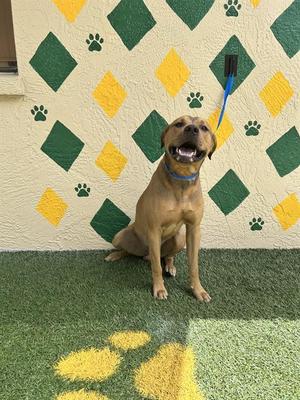 DEAN, Hound, young, available for adoption