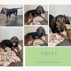 A collage of five photos of a dog named Britt, showing her in various poses and settings, with a green box containing her name and a website address.