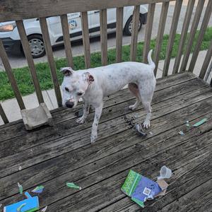 A white dog with black spots standing on a wooden deck, surrounded by scattered debris.