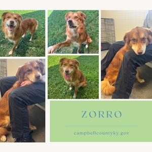 A collage of four photos featuring a brown dog named Zorro. The photos show the dog in various settings, including outdoors on grass and sitting on a person's lap. The name "ZORRO" is displayed in the center of the collage, along with the website "campbellcountyky.gov".