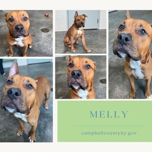 Melly, Terrier, Pit Bull, young, available for adoption