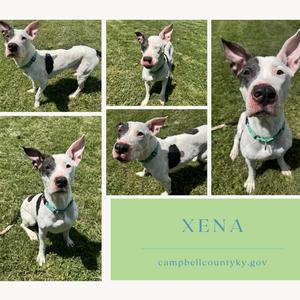 Collage of five photos of a white pit bull mix dog with black spots, wearing a teal collar. The collage also includes the text 'XENA' and 'campbellcountyky.gov'.