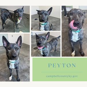 A collage of five photos of a dog named Peyton, showing different angles and expressions. The dog has a black and white coat with a blue collar. The name "Peyton" is written in green text at the bottom right corner, along with the website "campbellcountyky.gov".