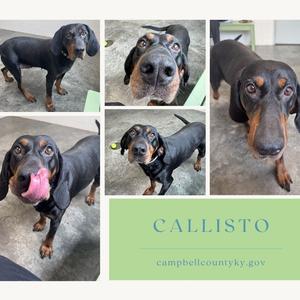 A collage of five photos of a black and tan dachshund named Callisto. The dog is shown in various poses, including standing, sitting, and sticking its tongue out. The name "CALLISTO" and the website "campbellcounty.gov" are displayed on a green background.