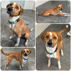Loki, Mixed Breed (Small), adult, available for adoption