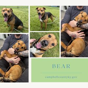 A collage of photos featuring a brown and black dog, with the name 'BEAR' and the website 'campbellcountyky.gov' displayed.