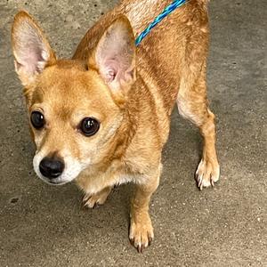 A small brown dog with large ears and a blue leash standing on a concrete surface.