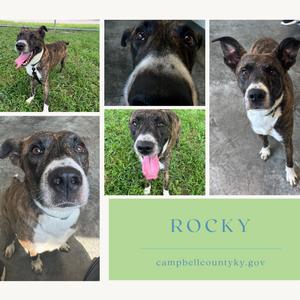 A collage of five images of a dog named Rocky. The images show the dog in various poses, including standing in a grassy area, a close-up of its face, and looking directly at the camera. The name "Rocky" is written in blue text on a green background, along with the website "campbellcountyky.gov".