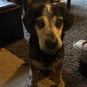 Bane, Beagle, senior, available for adoption