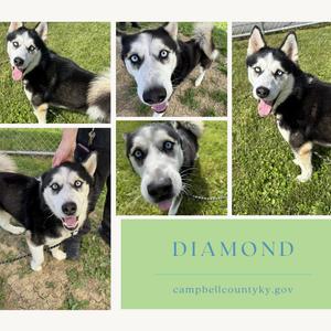 A collage of five photographs of a husky dog with blue eyes, named Diamond. The collage also includes text with 'DIAMOND' and 'campbellcountykY.gov'.
