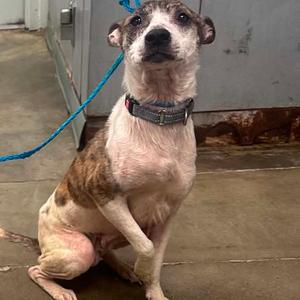 Joan, Mixed Breed (Medium), adult, available for adoption