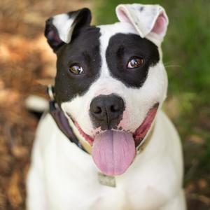 Pepper Jack, Mixed Breed (Medium), young, available for adoption