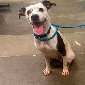 A happy dog with a white and brown coat, wearing a blue collar and leash, sitting on a concrete floor.