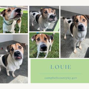 A collage of five images of a dog named Louie, with the text "LOUIE" and "campbellcountyky.gov" on a green background.