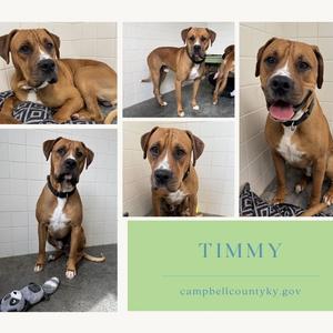 A collage of five photos of a dog named Timmy. The dog is brown and white with a black muzzle and floppy ears. He is sitting on a gray mat in a tiled room, looking at the camera. In one photo, he is lying down with a toy. In another, he is standing. The bottom right photo has a green background with the name "TIMMY" and the website "campbellcountyky.gov".