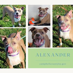 Collage of images of a dog named Alexander