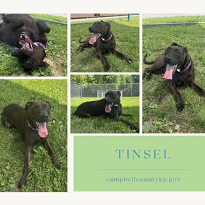 A collage of five photos showing a black dog with a purple collar. The dog is shown in various poses: lying on its back with its mouth open, sitting in grass, standing, and lying down with its tongue out. Text overlay includes 'TINSEL' and 'campbellcounty.gov'.