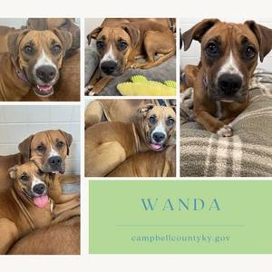 A collage of five photos of a brown dog named Wanda. The dog is shown in various poses, including lying down and looking at the camera. The name "WANDA" is displayed in the bottom right corner, along with the website "campbellcountyky.gov".