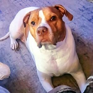 Dean, Bulldog, adult, available for adoption