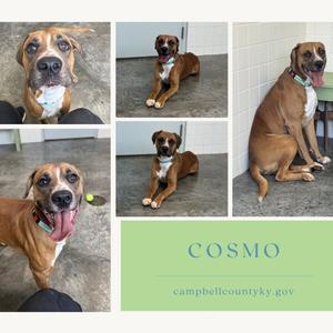 A collage of four images featuring a brown dog with a white chest and muzzle. The dog is shown in various poses, including sitting, lying down, and standing. The name "COSMO" is displayed in the bottom right corner, along with the website "campbellcountyky.gov".