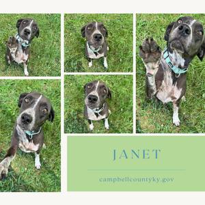 A collage of five photos of a dog named Janet, with the text "JANET" and "campbellcountyky.gov" below the images.
