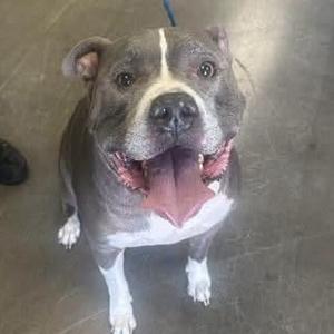 A gray and white pit bull terrier with a pink tongue sticking out, sitting on a concrete floor.