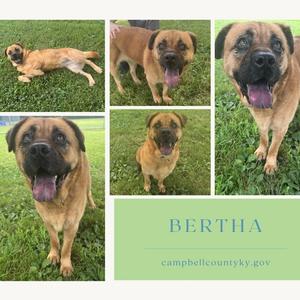 A collage of five photos of a brown dog named Bertha, showing her in various poses on grass.